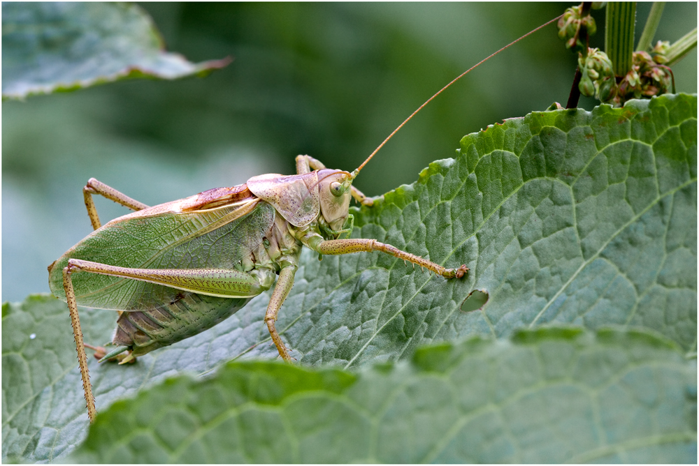 Das grosse Heupferd (Tettigonia viridissima)....