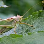 Das grosse Heupferd (Tettigonia viridissima)....