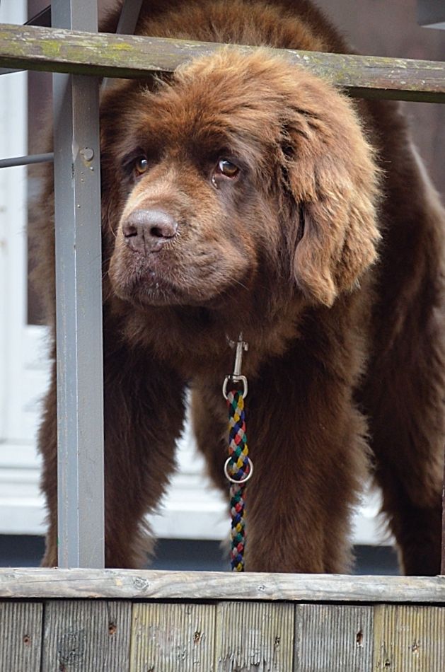 Das große Hundeelend