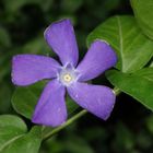 Das Große Immergrün (Vinca major) blüht