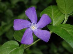 Das Große Immergrün (Vinca major) blüht