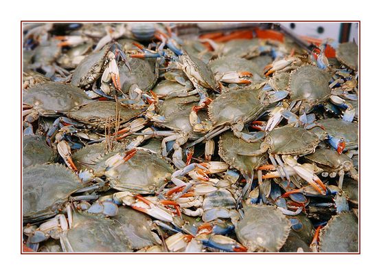 Das grosse Krabbeln...