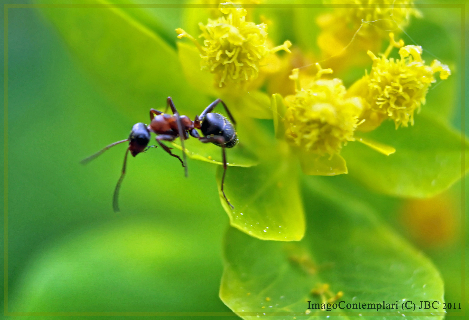 Das große Krabbeln Ameise (Formicidae)