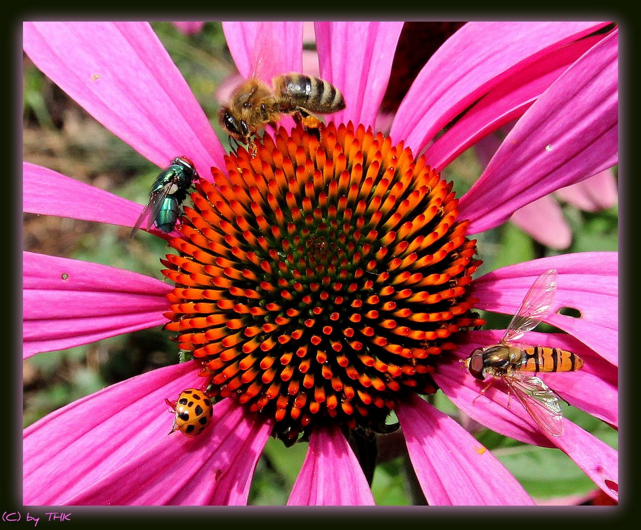 Das große Krabbeln, Insektenmeeting