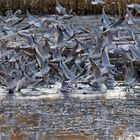 Das große Lachen - Lachmöwengewusel (Chroicocephalus ridibundus, Syn.: Larus ridibundus)