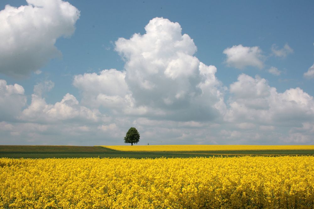 das große Leuchten