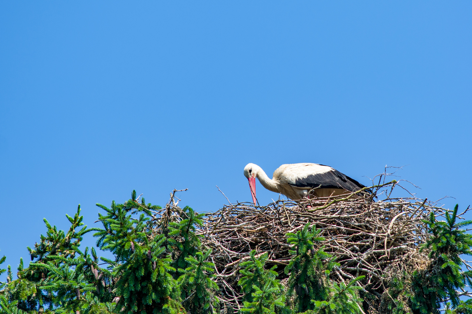 Das große Nest