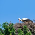 Das große Nest