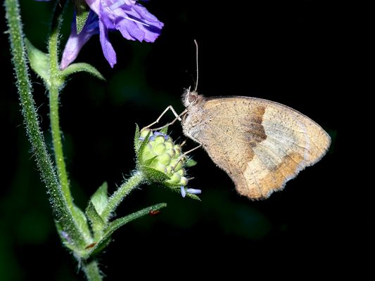Das Grosse Ochsenauge wünscht dir einen frohen Sonntag ...