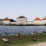 Das große Putzen der Nonnengänse vorm Schloss Nymphenburg