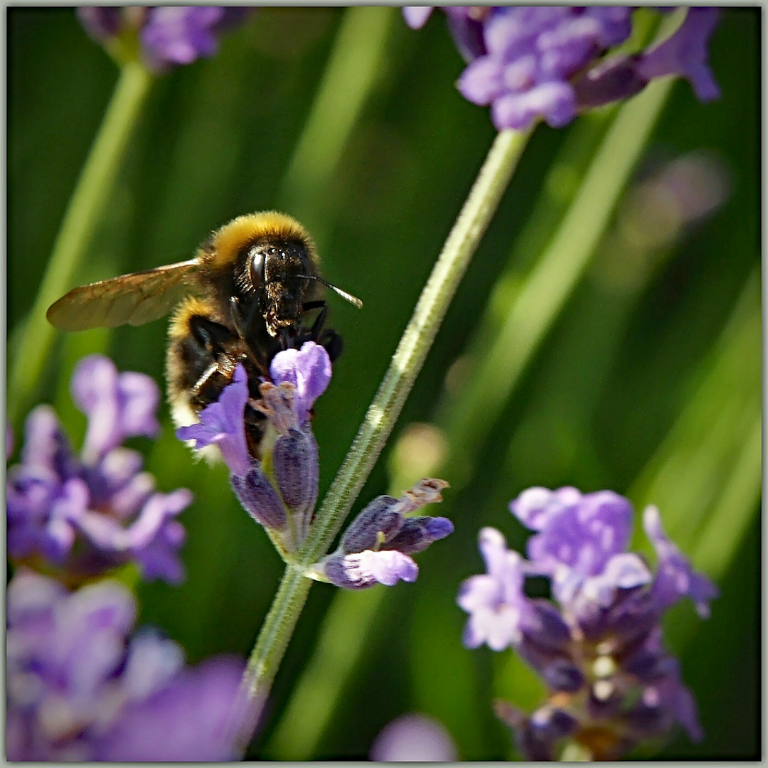 Das grosse Surren der Gartenhummeln.