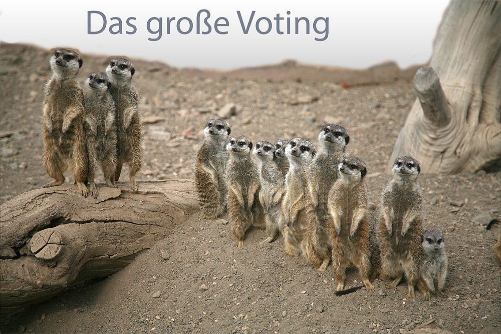 ~ Das große Voting ~