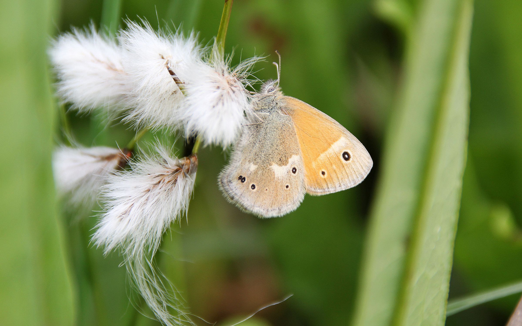 Das Große Wiesenvögelchen (Coenonympha tullia)...