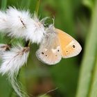 Das Große Wiesenvögelchen (Coenonympha tullia)...