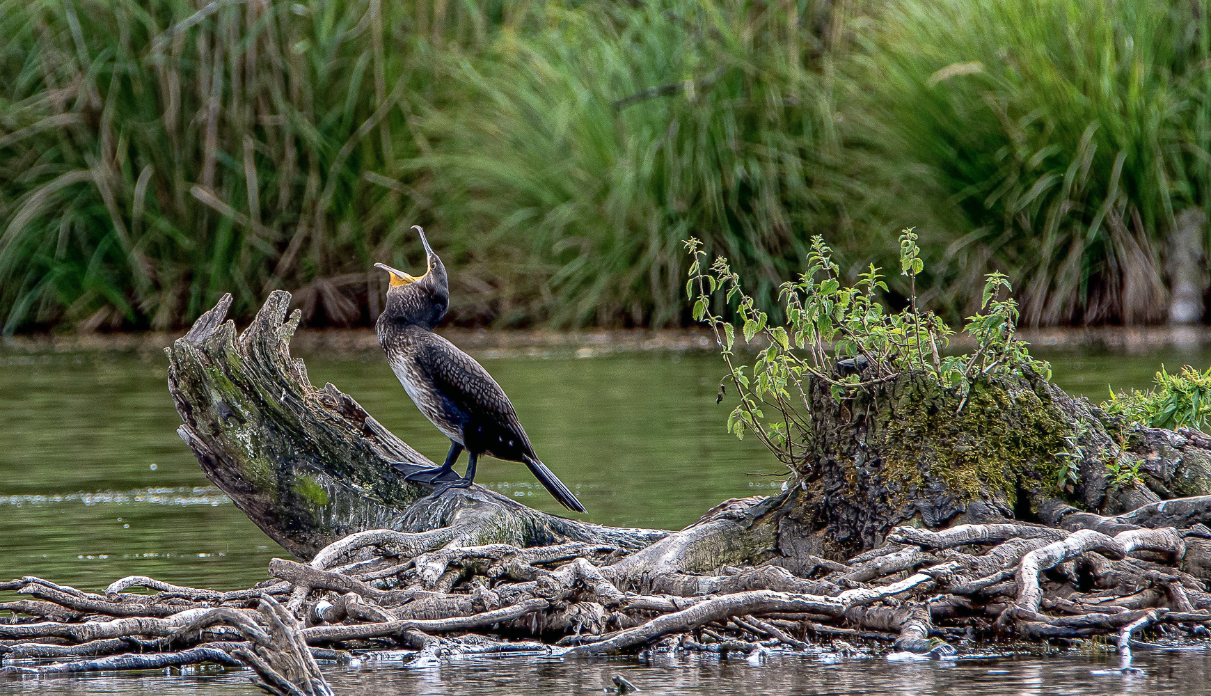 das Großmaul der Kormoran