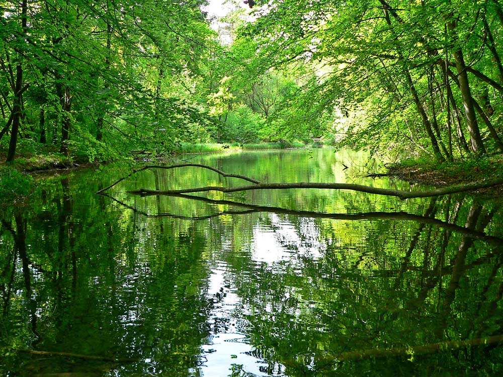 Das Grün des Frühlings, Elfenau Bern