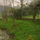 Das Grün des Frühlings IV (el verde de la primavera IV)