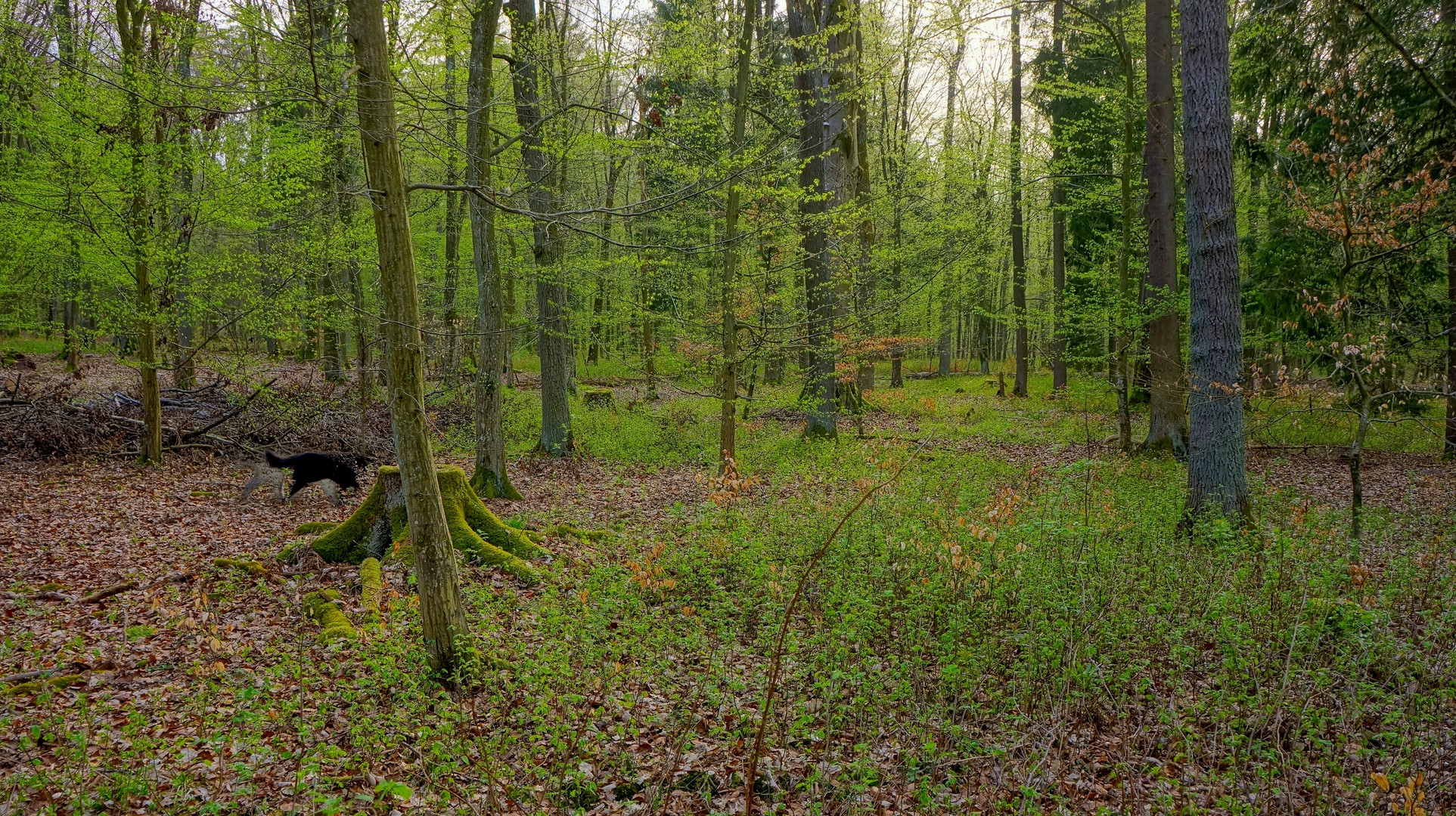 Das Grün des Frühlings VI (el verde de la primavera VI)