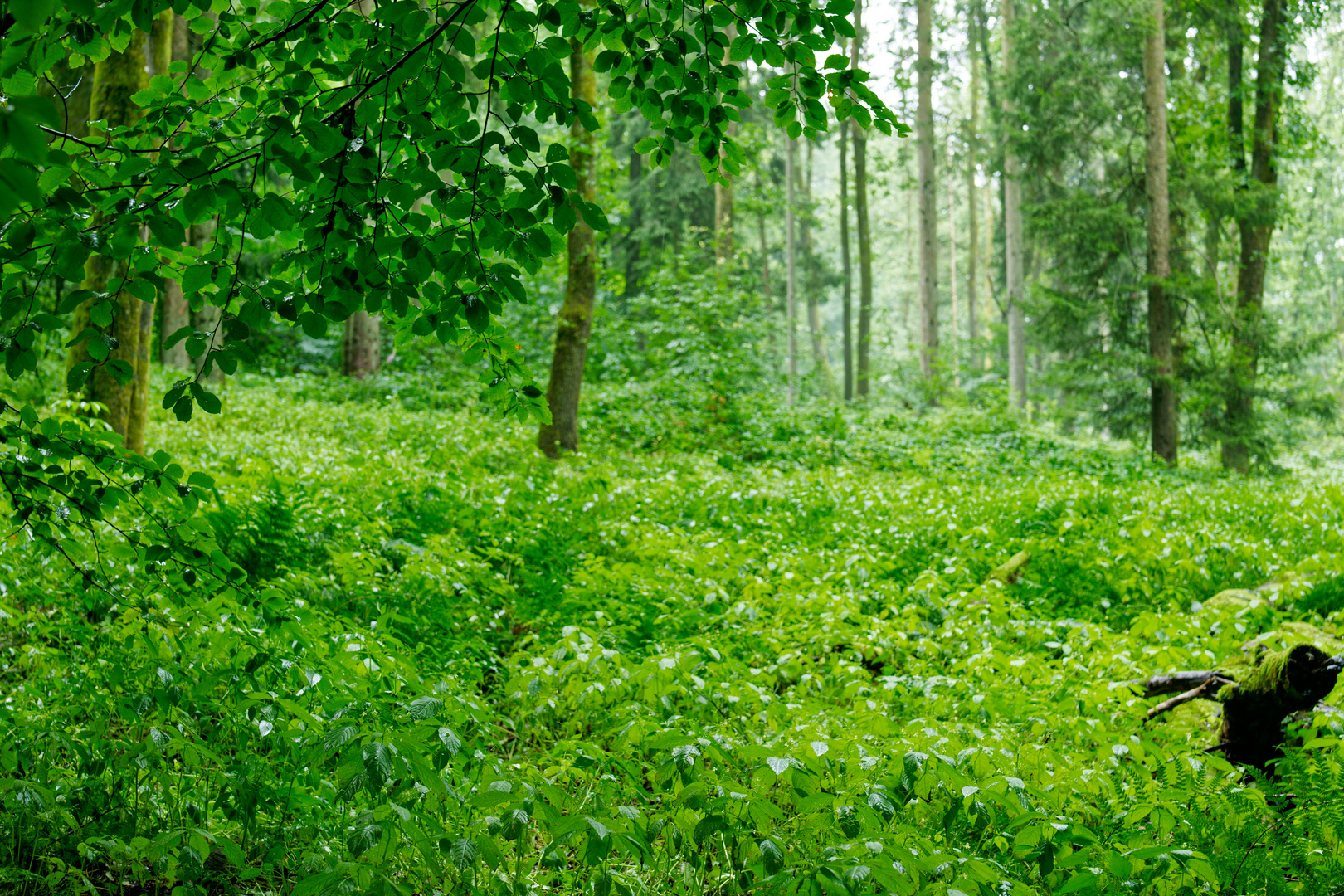 Das Grün des Sommerwaldes