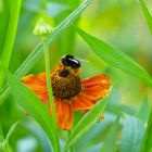 Das Grün im Blumenbeet gibt den Durchblick 