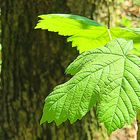 Das Grün im Frühling