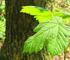 Das Grün im Frühling