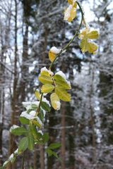 Das Grün im Winter