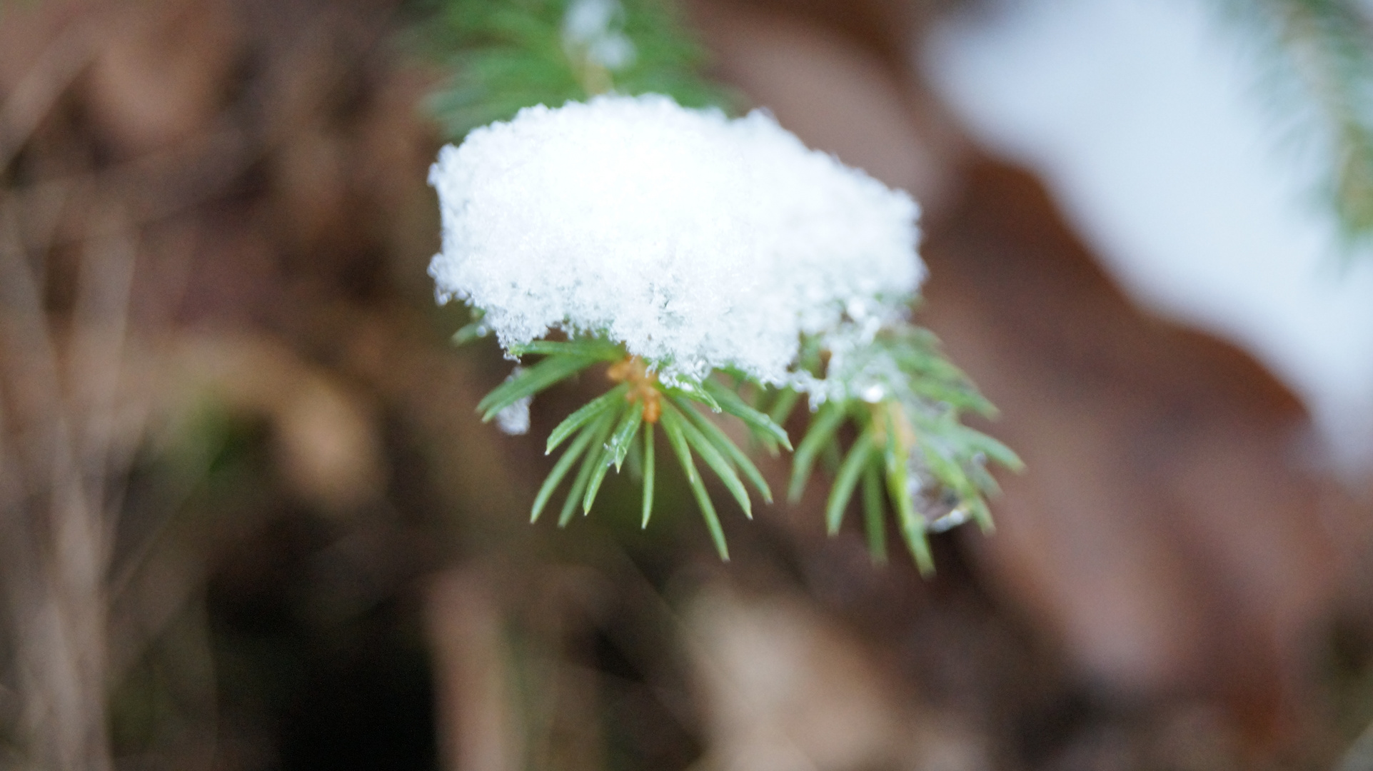 Das Grün im Winter