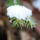 Das Grün im Winter