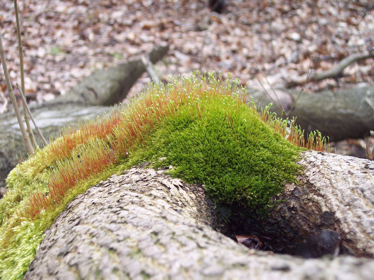 Das Grün schleicht sich an