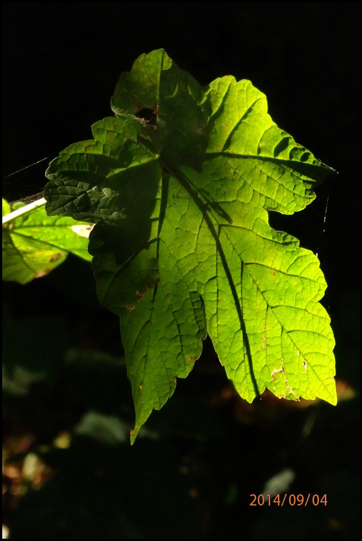 Das grüne Blatt