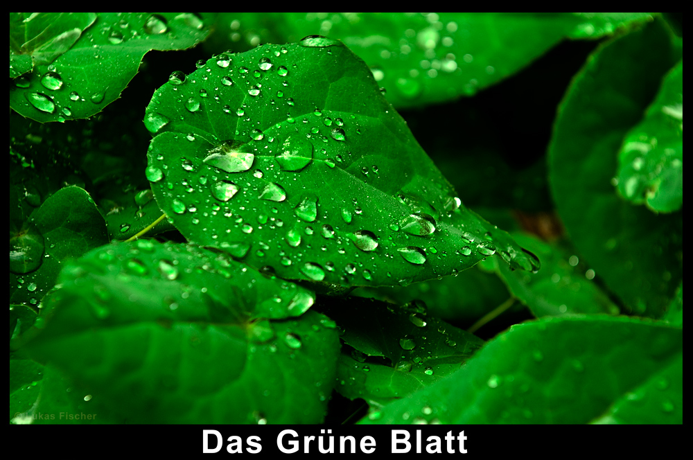 Das grüne Blatt