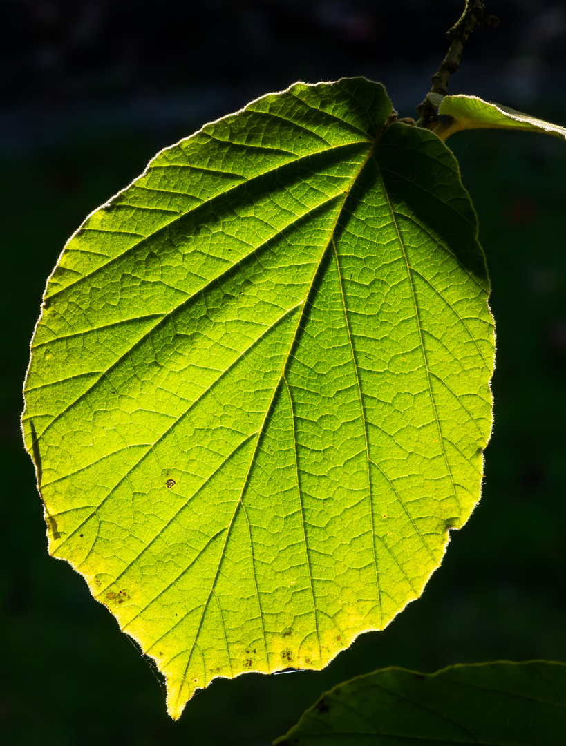 Das grüne Blatt II