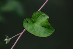 Das grüne Blatt und die Fliege