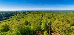 Das grüne Dach des Pfälzer Waldes