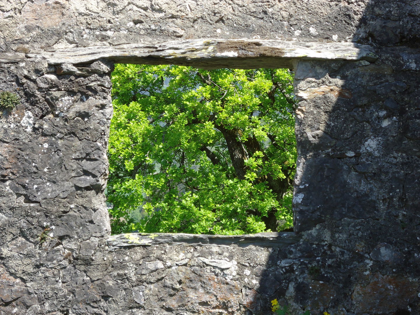 Das grüne Fenster