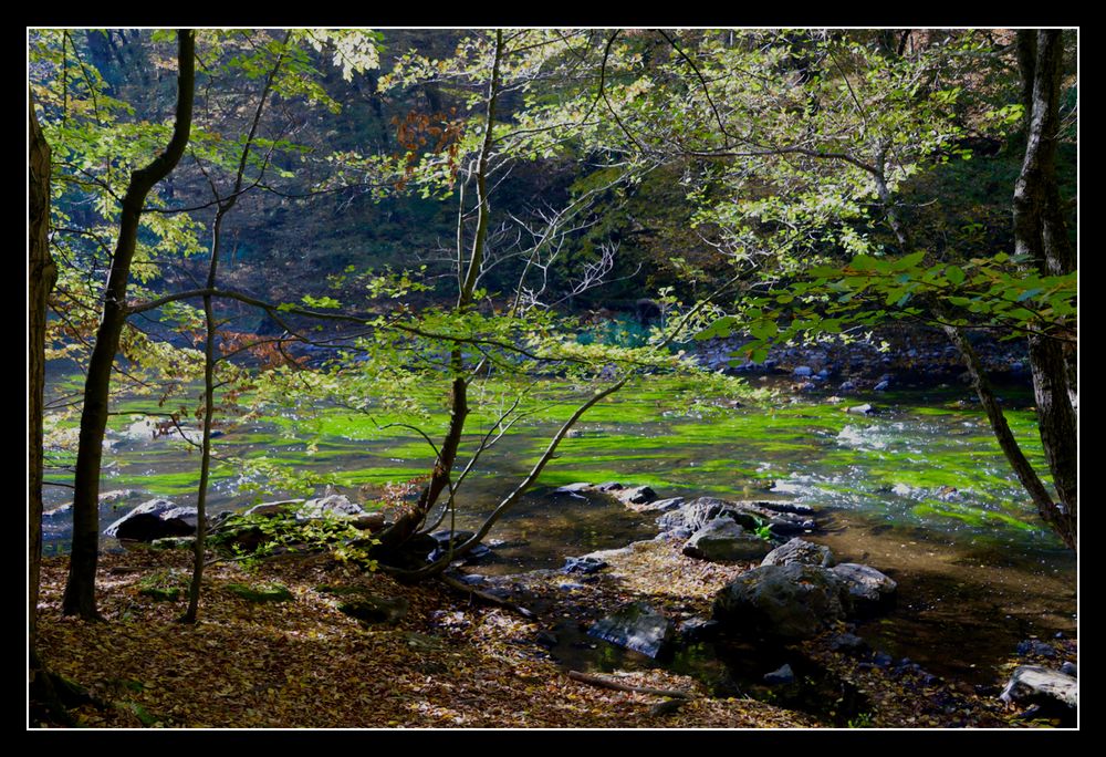 das grüne Haar der Wassernixen Foto & Bild | jahreszeiten, herbst