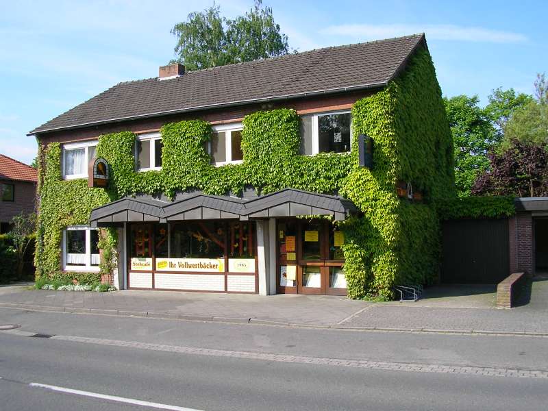 Das grüne Haus.