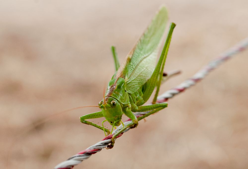 das Grüne Heupferd