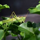 Das grüne Heupferd im Blumenkasten.