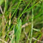 Das Grüne Heupferd (Tettigonia viridissima) . . .