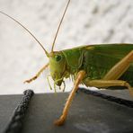 Das Grüne Heupferd (Tettigonia viridissima),