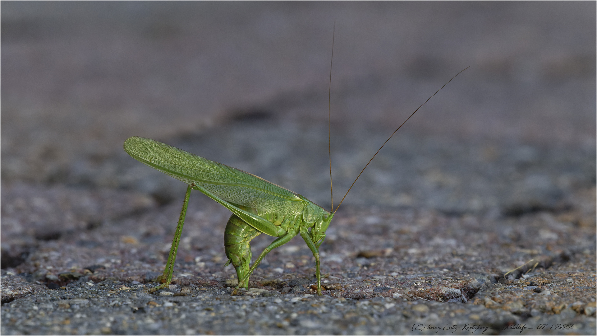 das Grüne Heupferd (Tettigonia viridissima