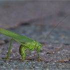 das Grüne Heupferd (Tettigonia viridissima