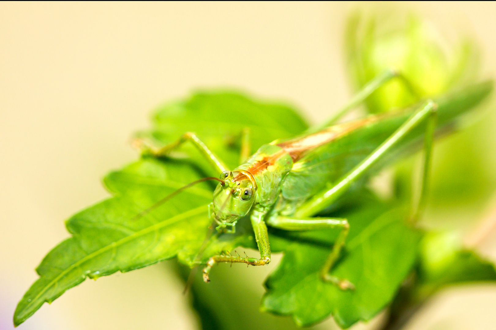 Das Grüne Heupferd (Tettigonia viridissima)