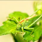 Das Grüne Heupferd (Tettigonia viridissima)