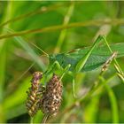 Das Grüne Heupferd (Tettigonia viridissima) entdeckte  ich . . .