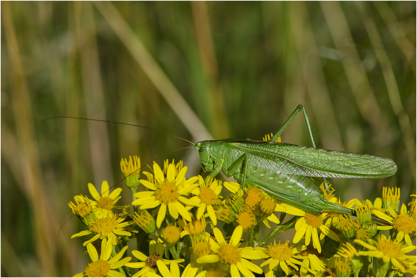 Das Grüne Heupferd (Tettigonia viridissima) wird auch . . .