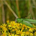 Das Grüne Heupferd (Tettigonia viridissima) wird auch . . .