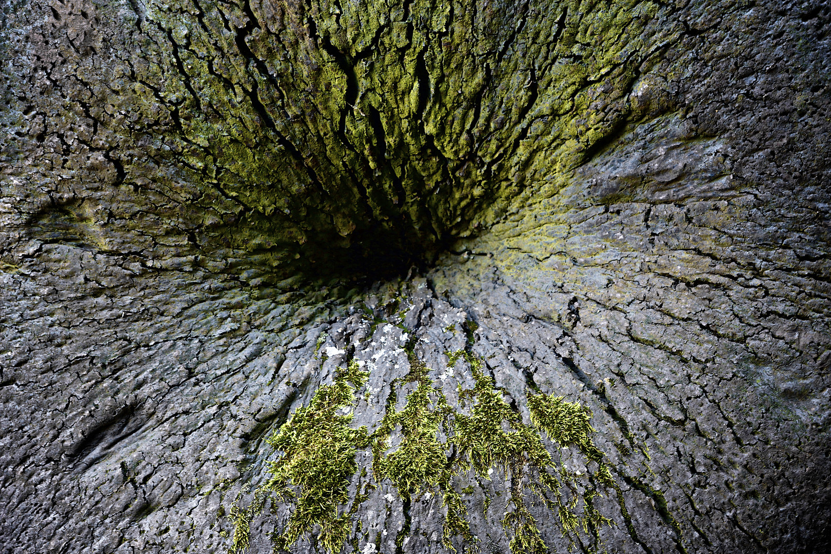 Das grüne Loch im Baum